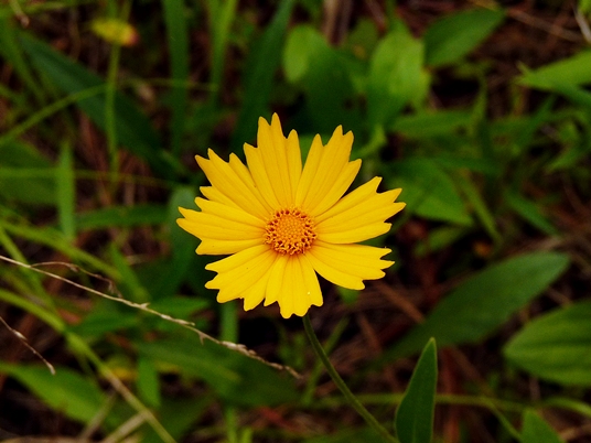 {Coreopsis pubescens var. pubescens}